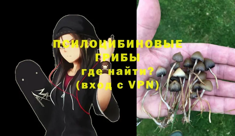 Псилоцибиновые грибы Psilocybe Киреевск